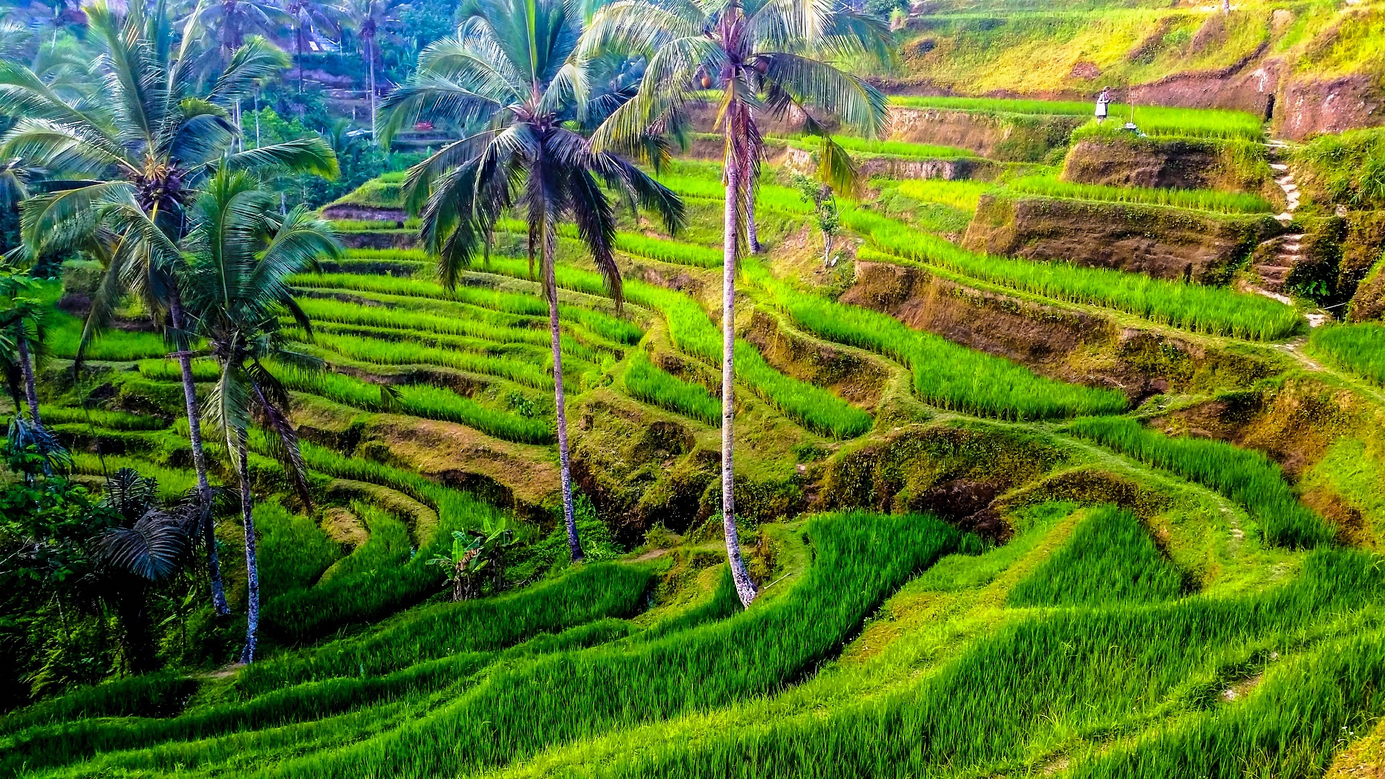 Denpasar Reisterrassen Bali 