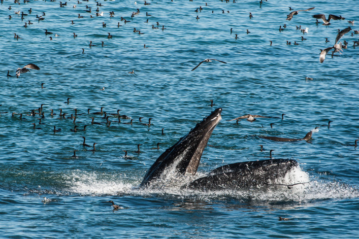 whale watching tipps