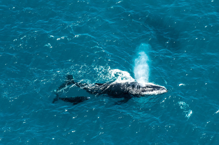 Whale Watching Tipps