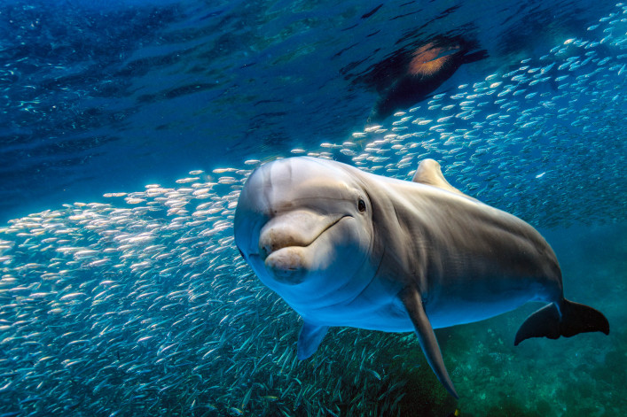 Whale Watching Tipps
