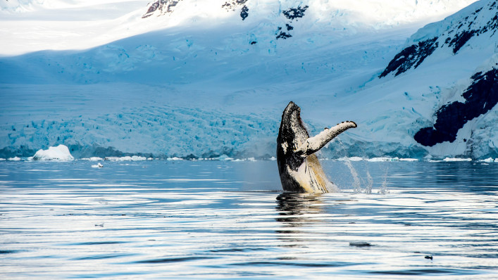Whale Watching Tipps