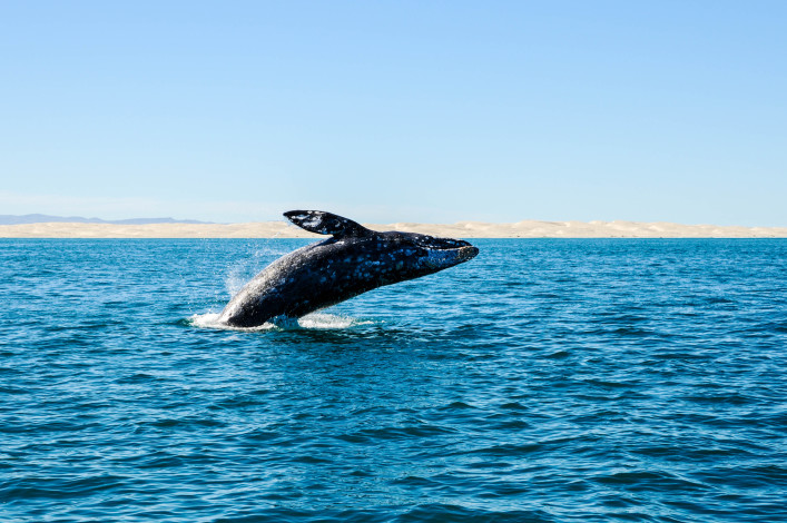 whale whatching tipps