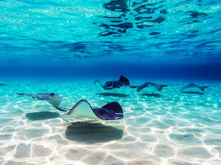 stingrays-at-stingray-city-in-grand-cayman-islands-shutterstock_284293250-2