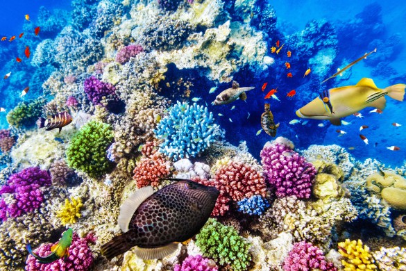wonderful-and-beautiful-underwater-world-with-corals-and-tropical-fish-shutterstock_261953732-2-585x390-1