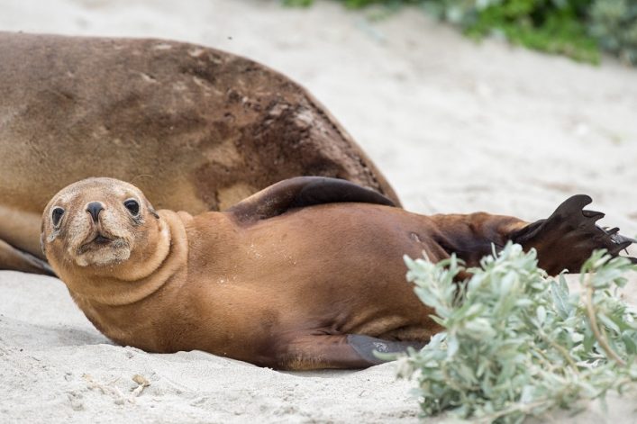 Seerobben auf Kangaroo Island