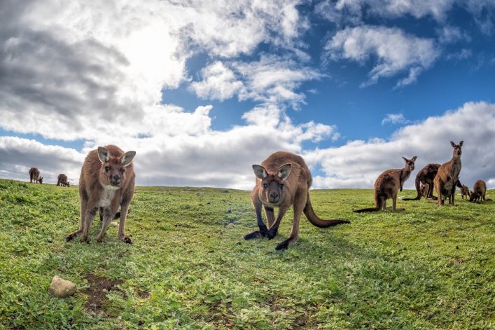 Kangaroos auf Kangaroo Island