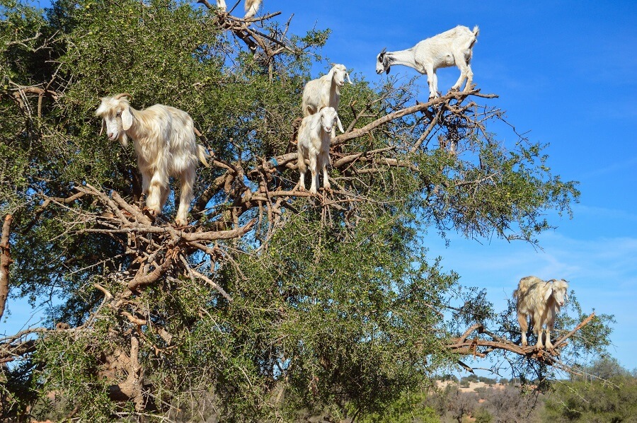 Ziegen am Baum