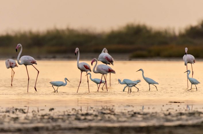 Flamingos am Alikes Salzsee Kos
