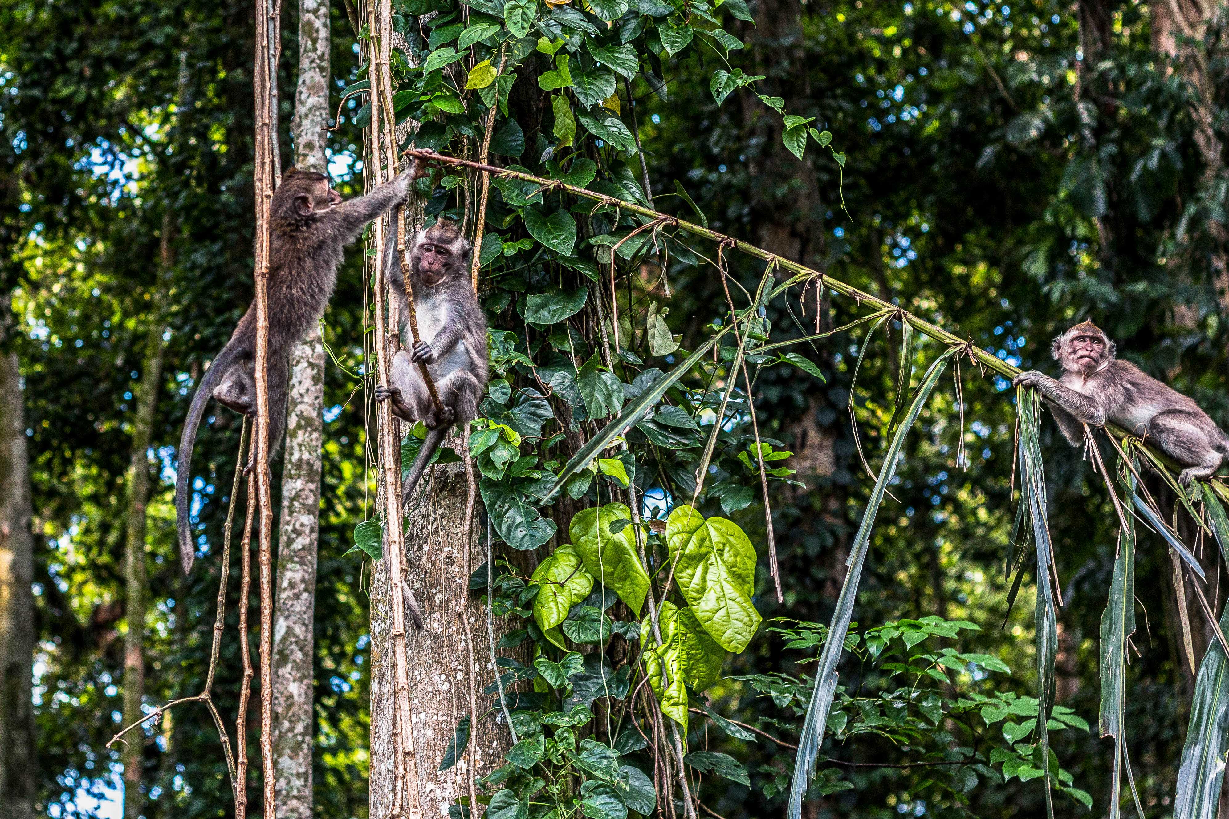 Monkey Forest