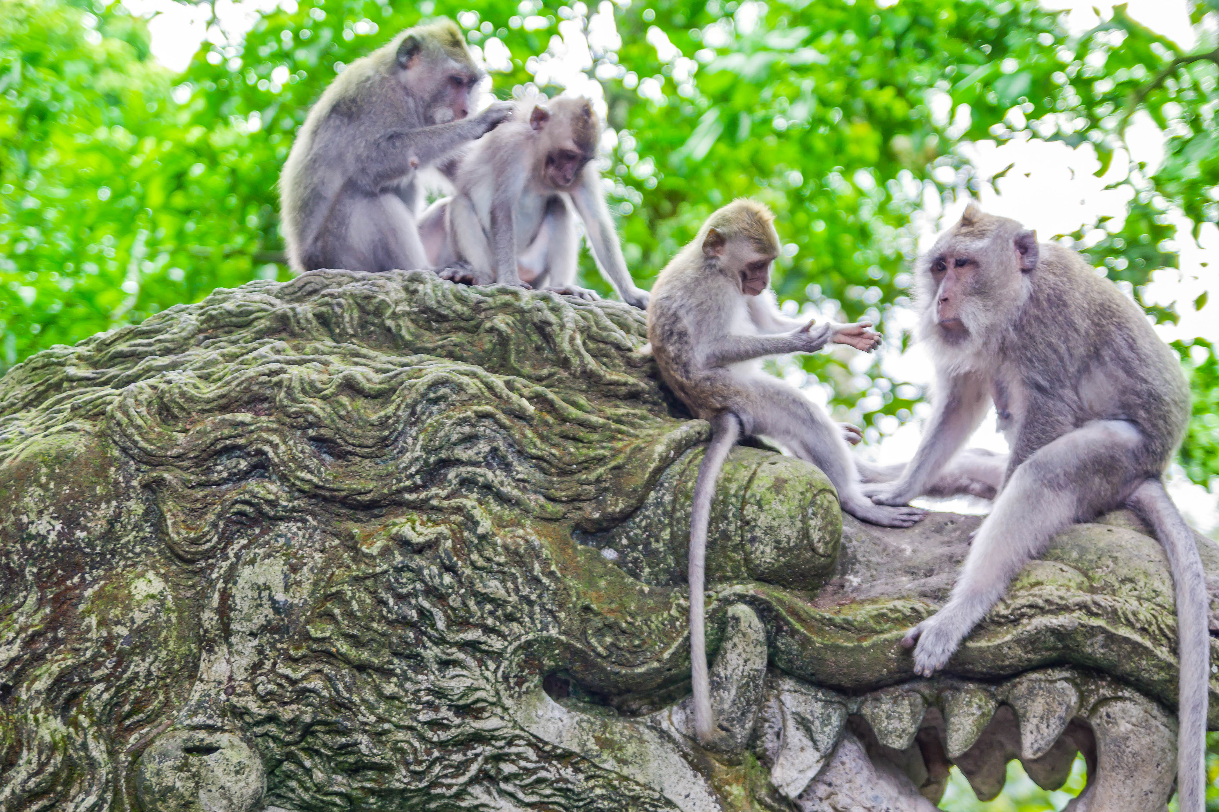 Monkey Forest