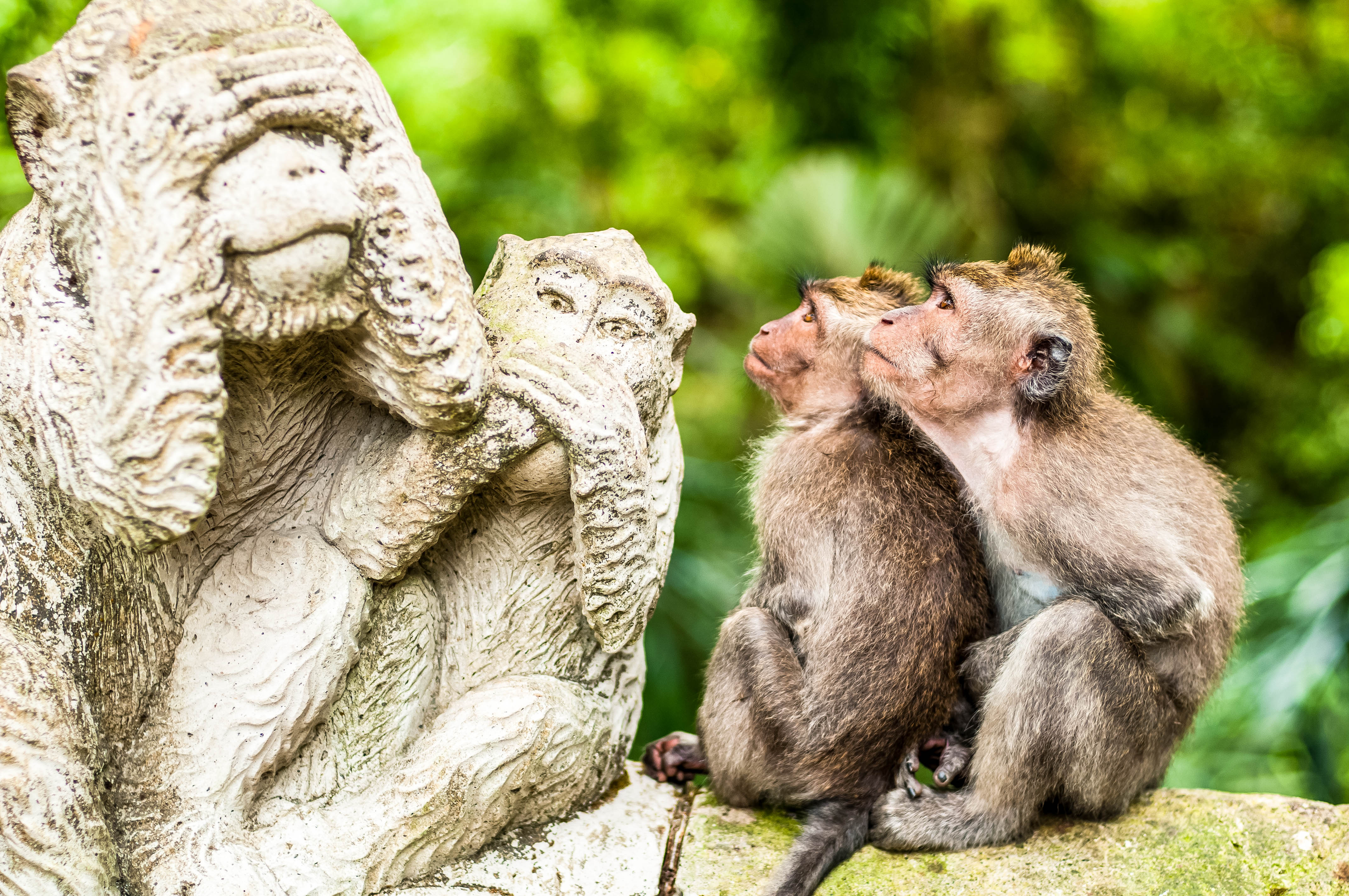 Monkey Forest,