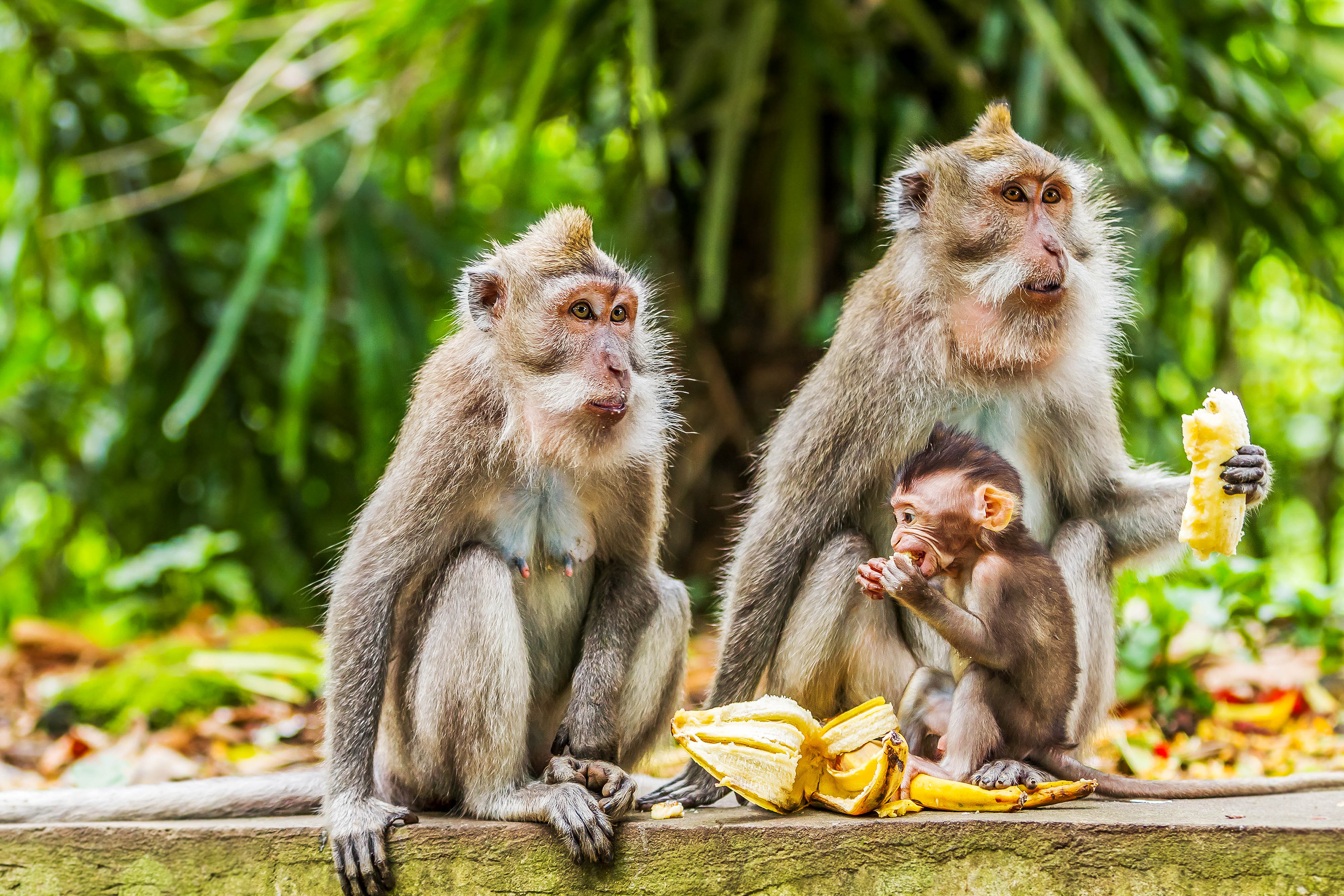 Monkey Forest