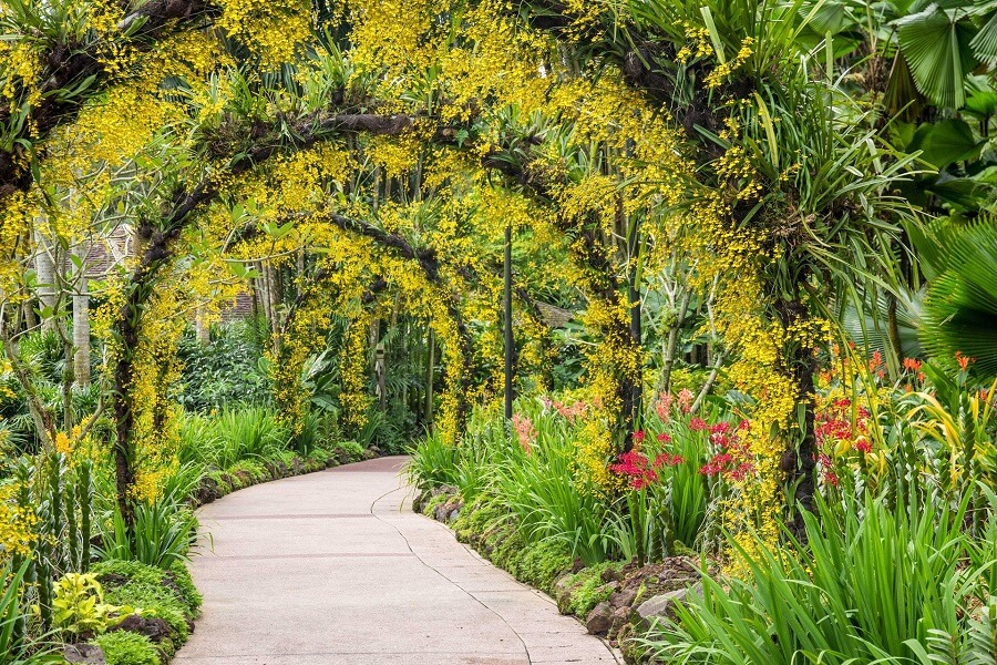 Gelb blühende Blumenbögen und weitere exotische Pflanzen am Wegesrand.