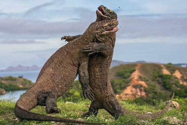 komodowarane in Indonesien