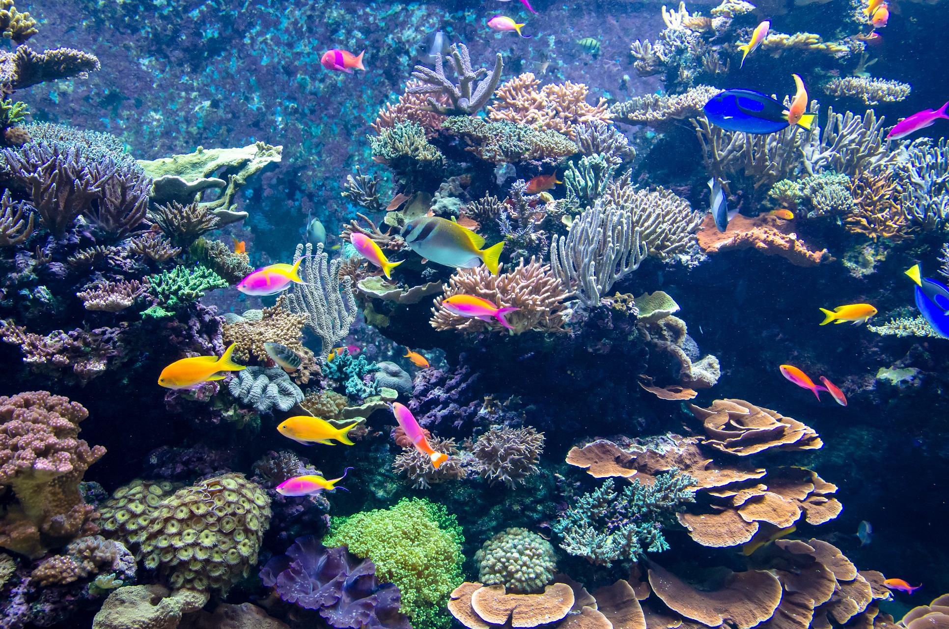Das Aquarium am Flughafen von Vancouver