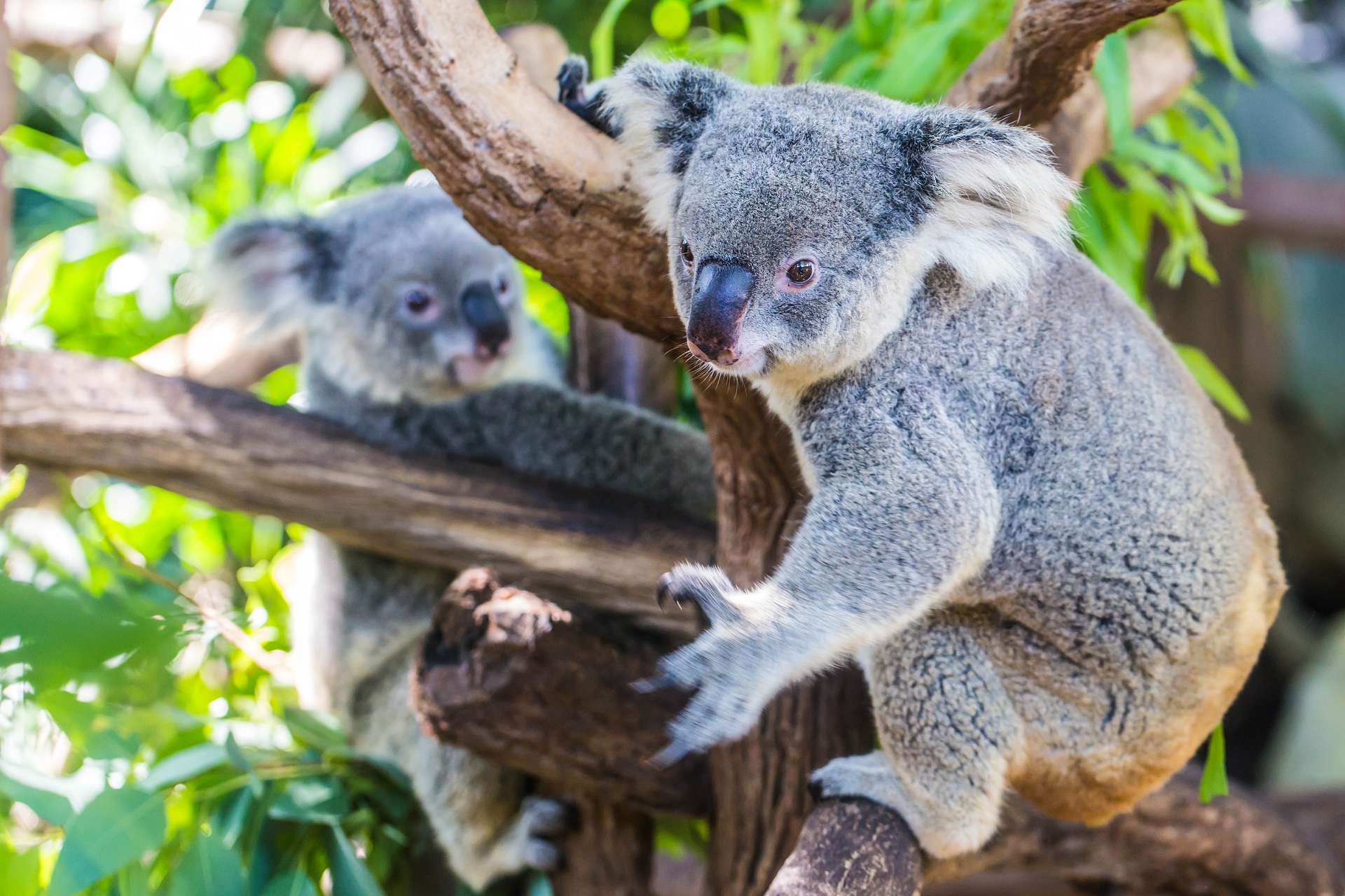 Koalas in Australien
