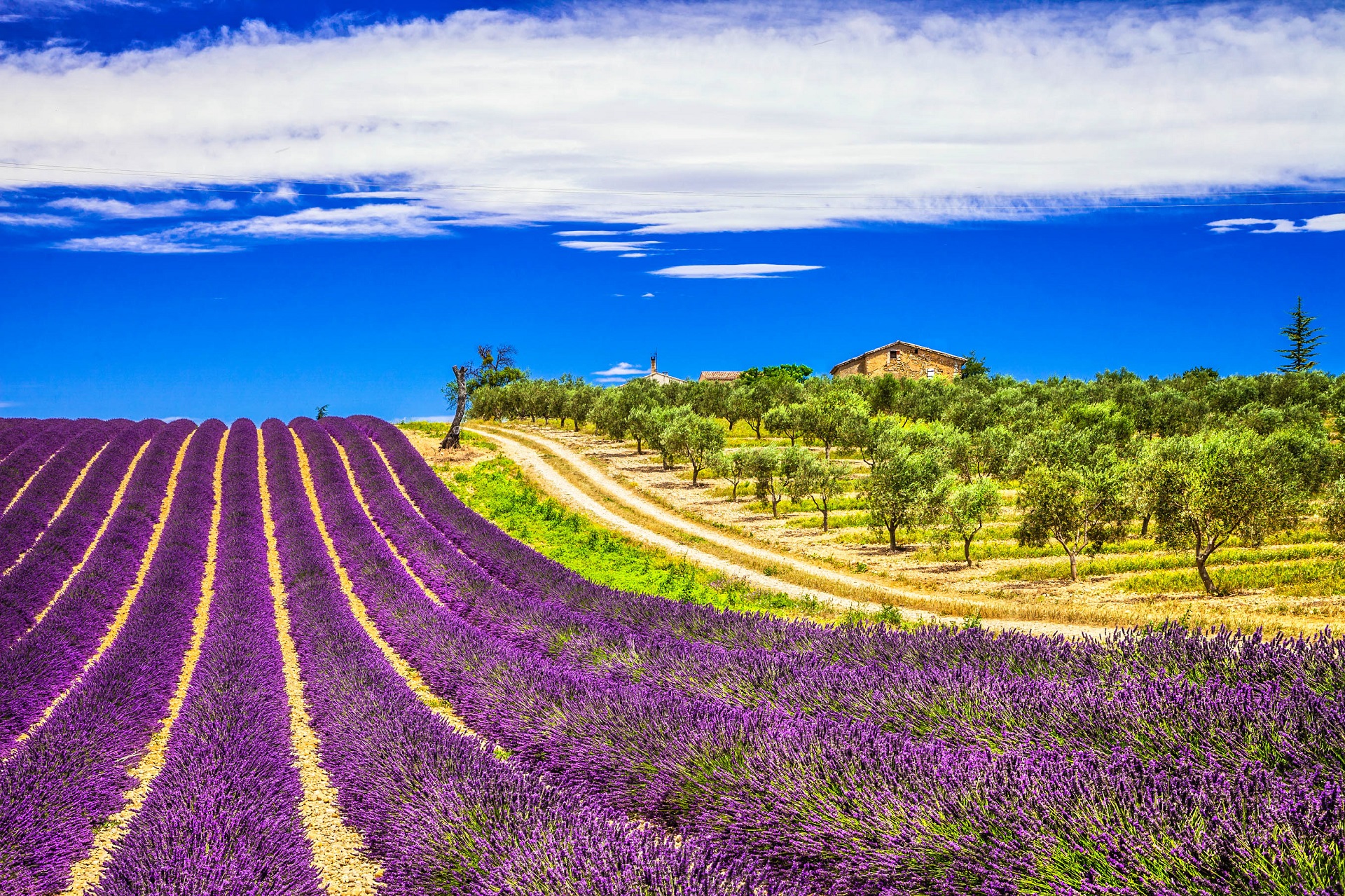 Lavendelfelder in der Provence