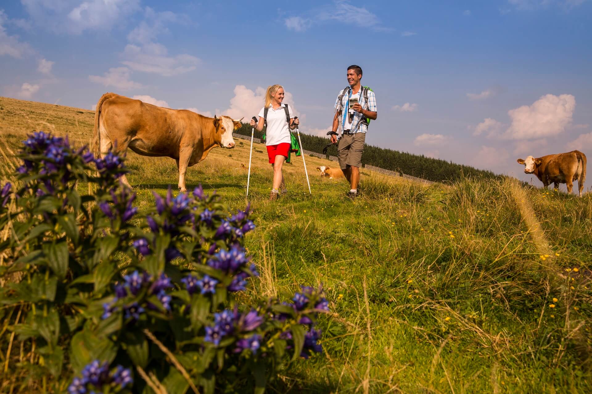 Wandern auf der Alm in Oststeiermark