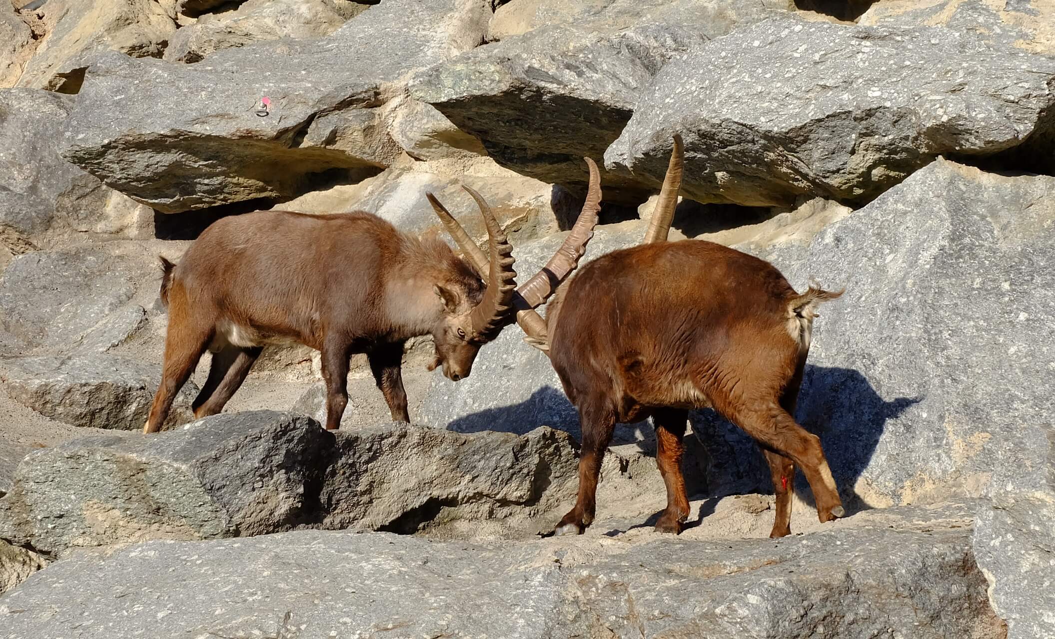 Zwei Steinböcke kämpfen im Alpenzoo Innsbruck in Tirol.