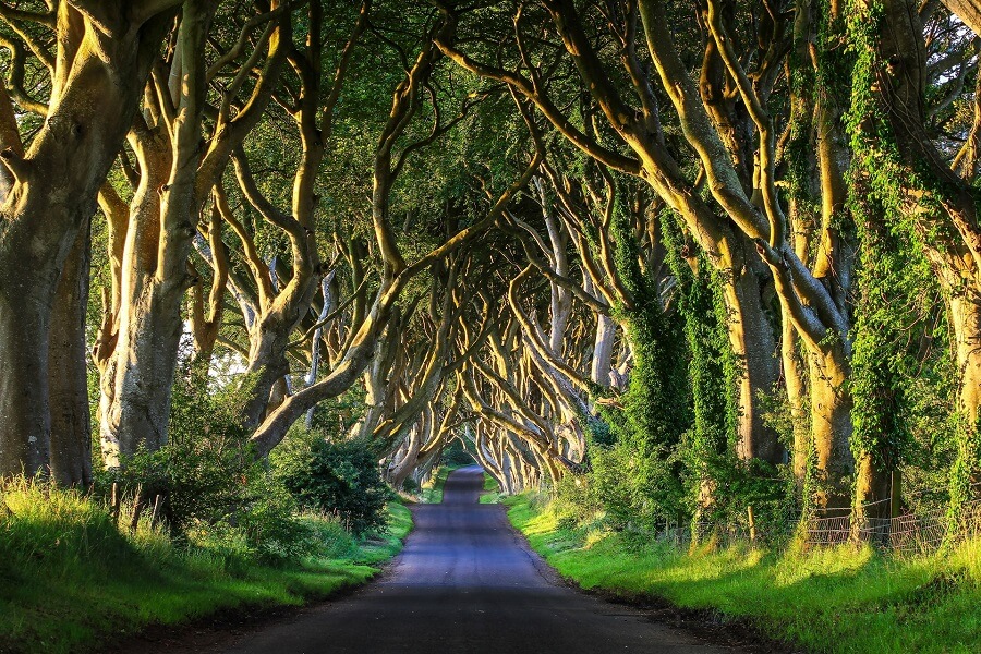 Dark Hedges