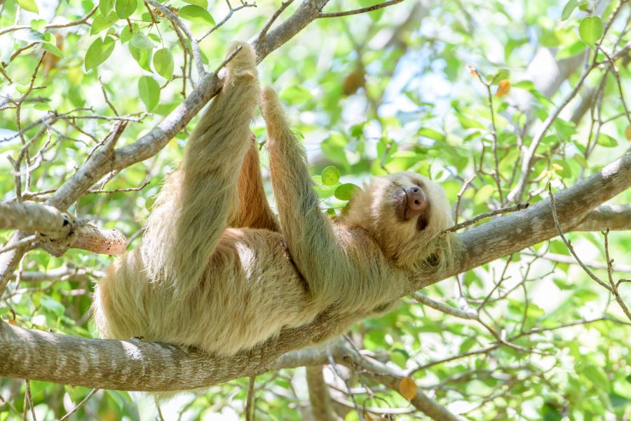 Two-toed-sloth-Manuel-Antonio-National-Park_shutterstock_1056866705_900x600
