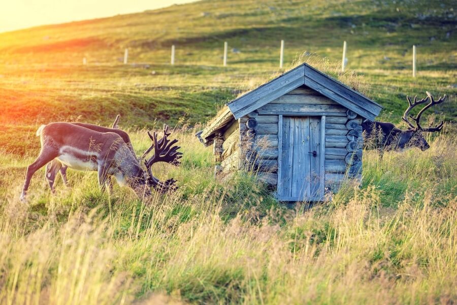 Rentiere in Finnisch Lappland