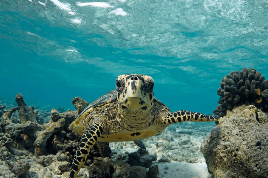 Eine Schildkröte schwimmt im klaren, türkisfarbenen Wasser des Baa-Atolls auf den Malediven über Korallen und Felsen. Ideal für einen abenteuerlichen Familienurlaub auf den Malediven.