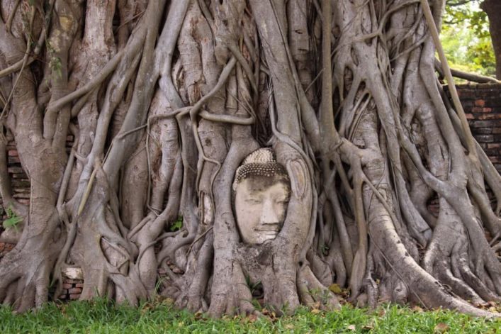 Buddhakopf in die Wurzeln eines alten Baumes verwebt; die massiven Wurzeln umgeben den Kopf und formen ein kunstvolles Geflecht. Der Boden ist mit grünen Grashalmen bedeckt.