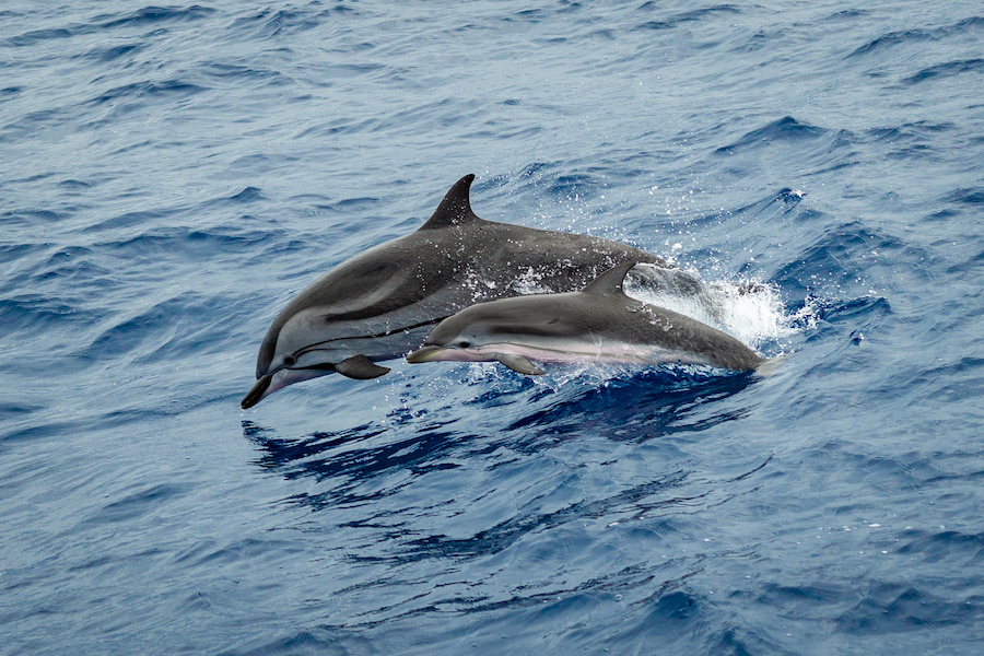 Delfinfamilie springt spielerisch aus dem blauen Wasser des Atlantiks vor Gran Canaria.
