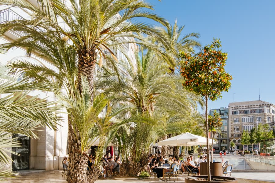 Hohe Palmen und ein kleiner Orangenbaum stehen in einer sonnigen Stadtszene. Menschen sitzen gemütlich unter einem weißen Sonnenschirm an einem Café-Tisch. Im Hintergrund ist ein Gebäude zu sehen.